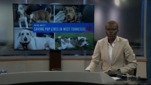 Pet Of Week Opie