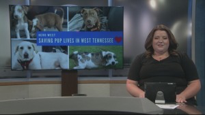 Pet Of The Week Nia