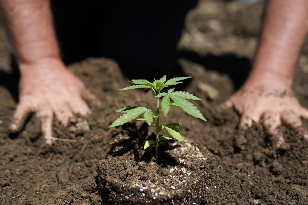 New York First Marijuana Crop