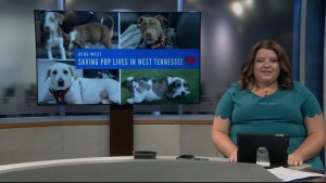 Pet Of Week Nia