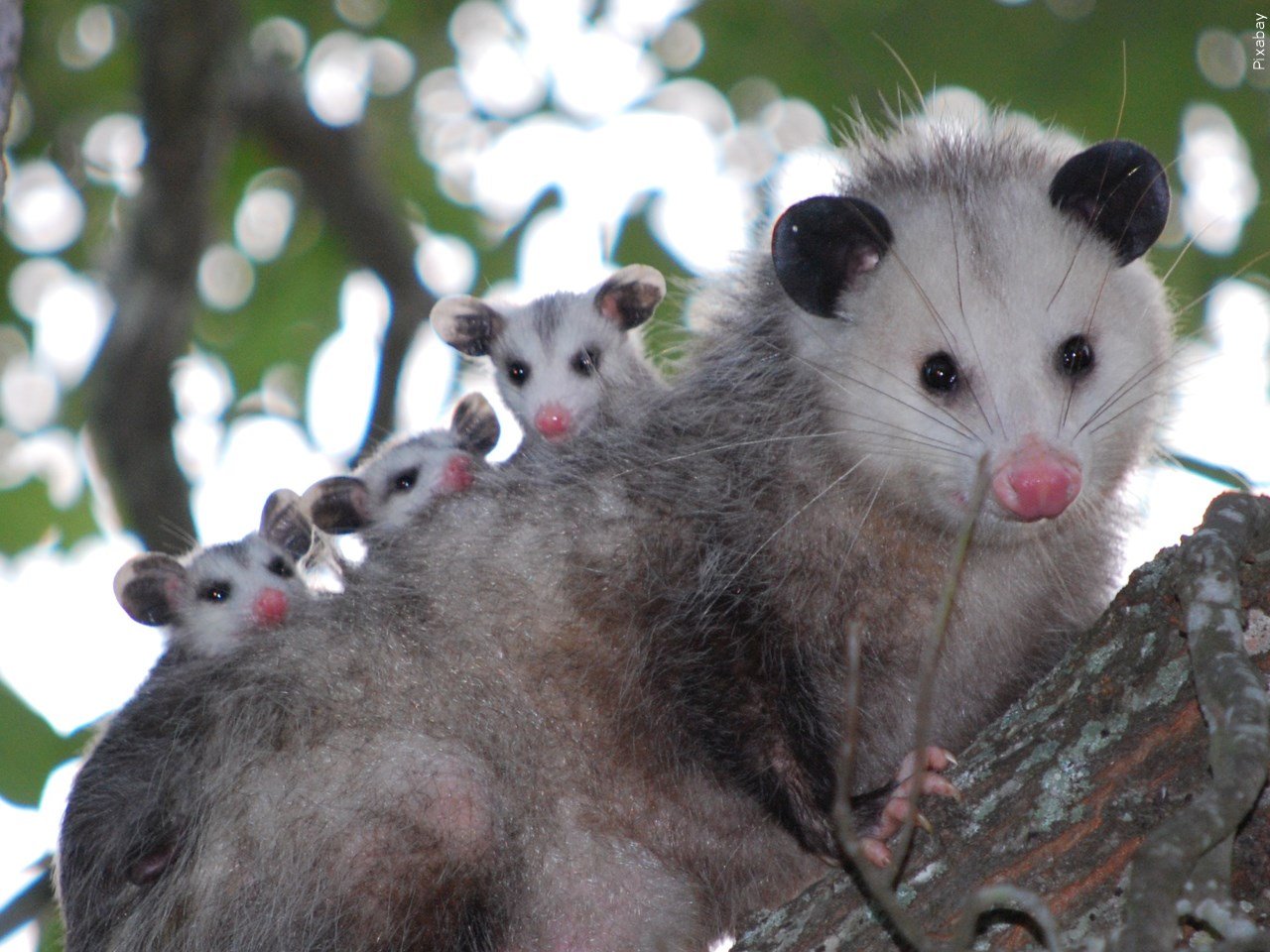 Opossum Trapping and Removal Services in East Tennessee