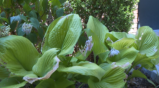 Dry Weather Impacting West Tennessee Gardens 2