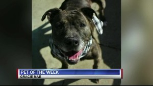 Pet Of The Week Gracie