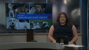 Pet Of The Week Cricket