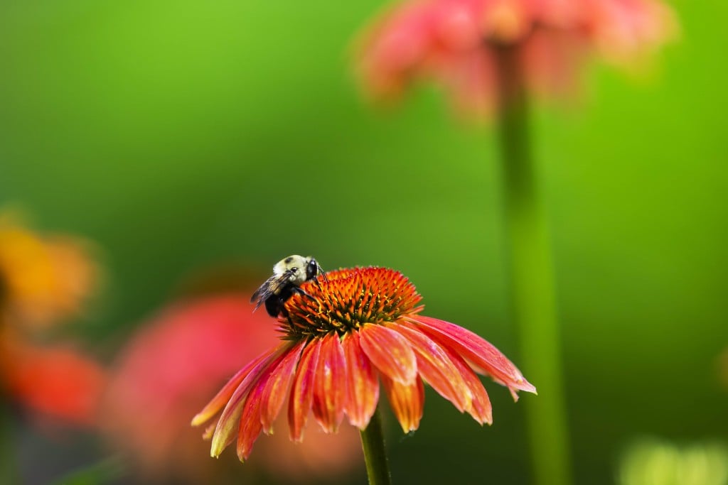 Bee Campus Usa Utm 2022
