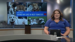 Pet Of Week Tucker