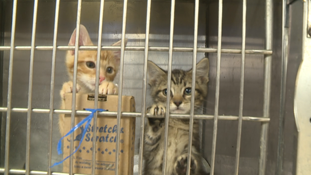 Animal Shelter