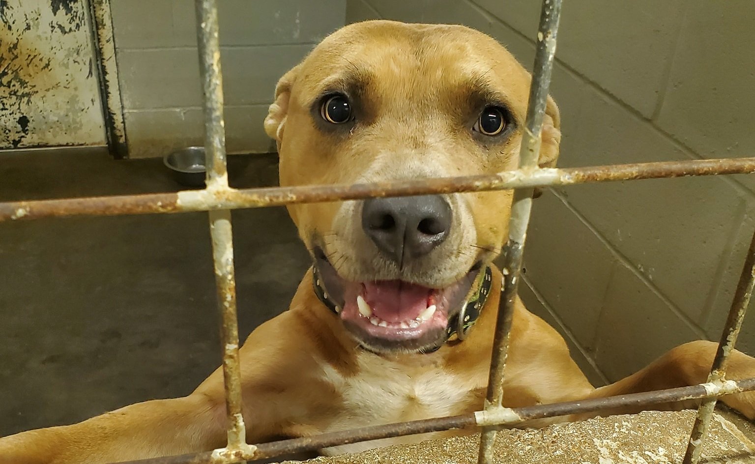 Jackson Animal Care Center 'beyond full,' finds abandoned dog tied outside  facility - WBBJ TV