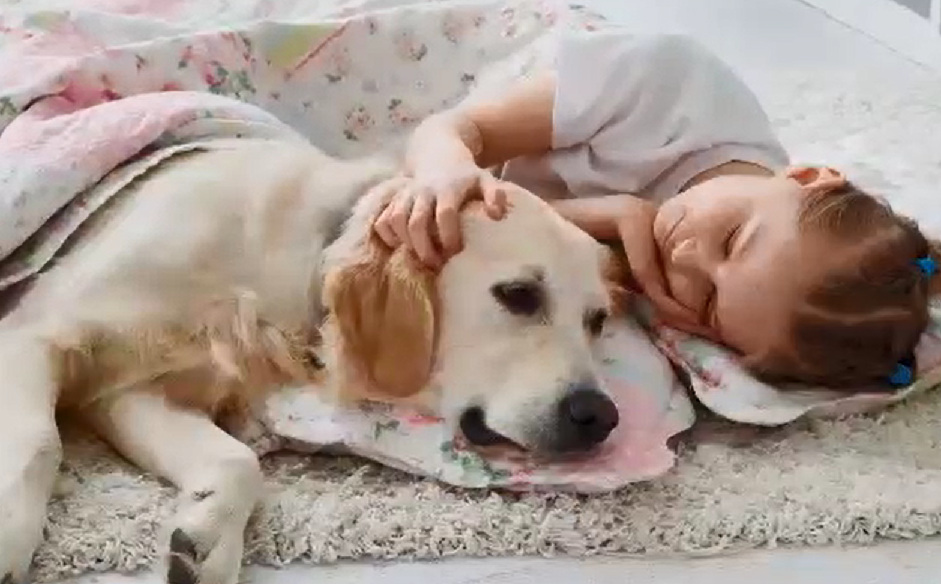 canine