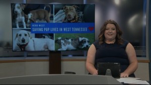 Pet Of Week Bandit