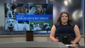 Pet Of The Week Nia
