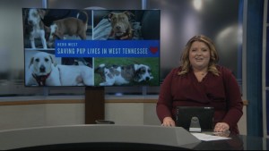 Pet Of The Week Nia