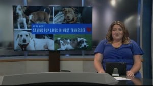 Pet Of The Week Lucy