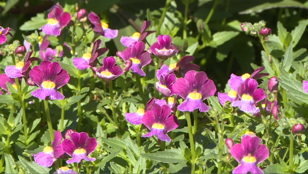 Plants Face Dangers In The Evening Frost 1