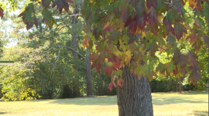 Plants Face Dangers In The Evening Frost 2