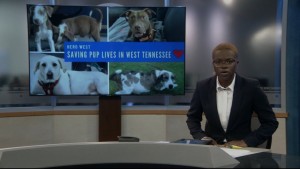 Pet Of The Week Crickett