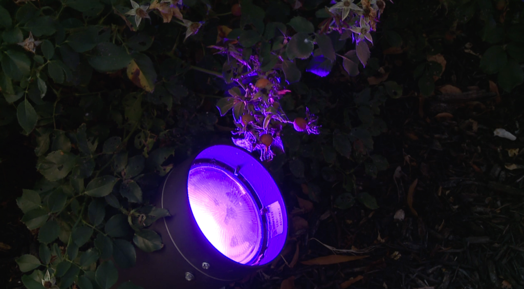 purple