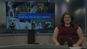 Pet Of Week Charlee