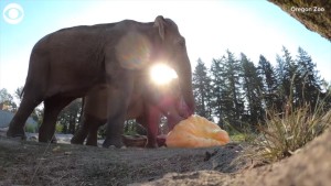 Elephants Enjoy Pumpkins At Oregon Zoo