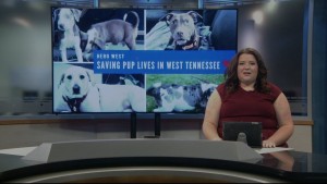 Pet Of The Week Cash