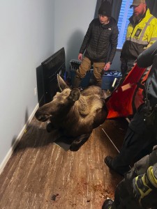 Alaska Moose Rescue