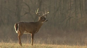 Twra Wildlife Officer Bubba Spencer