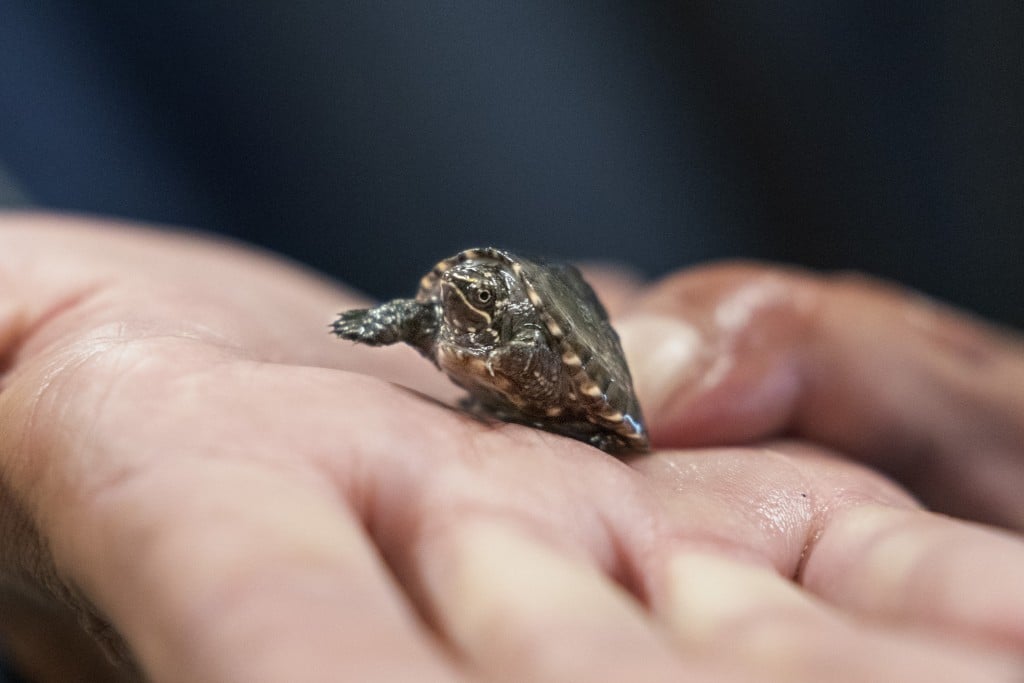 Wildlife Conference Turtle Poaching