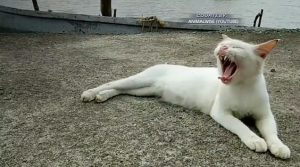 Volunteers Work To Help The Wild Cats Of Jackson 1