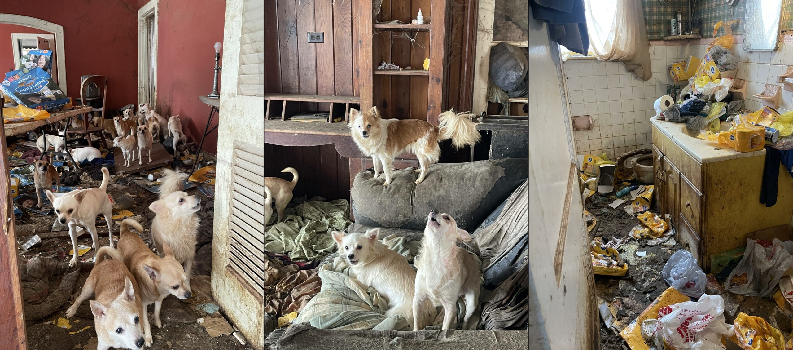 76 dogs rescued from West Tennessee home - WBBJ TV