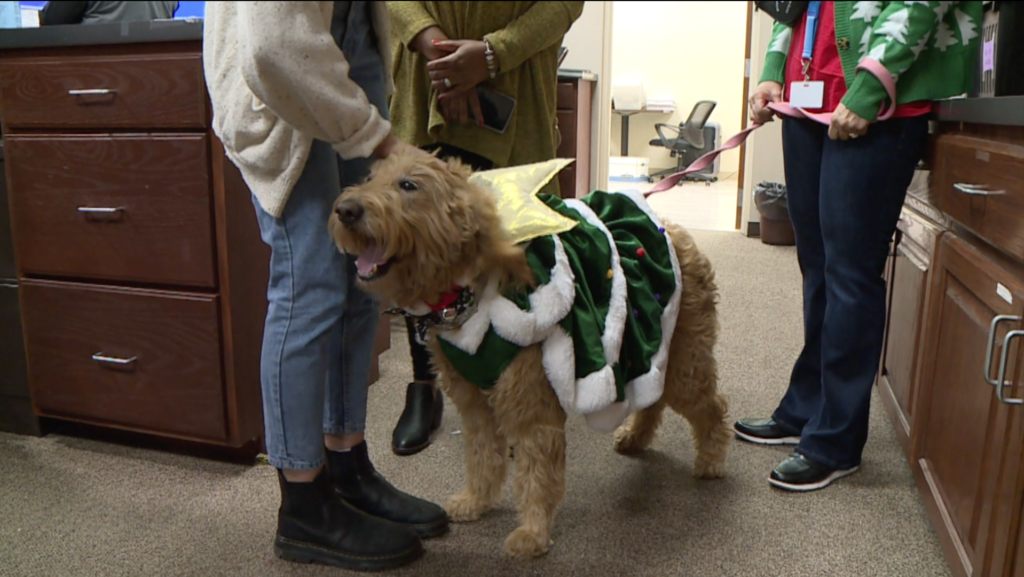 Therapy dogs