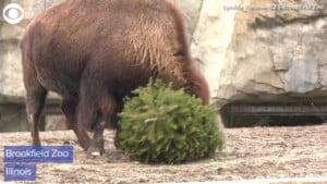 Animals Play With Xmas Trees
