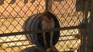 124th Annual Bird Dog Championship Begins 3