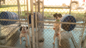 124th Annual Bird Dog Championship Begins 4