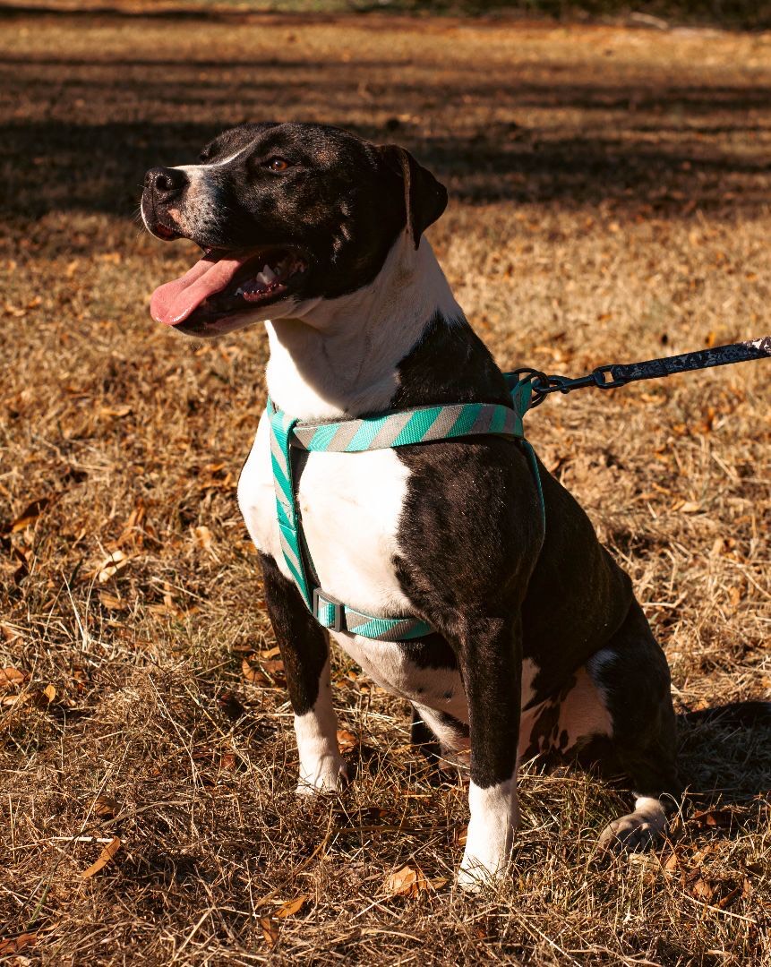 Pet of the Week Nia WBBJ TV