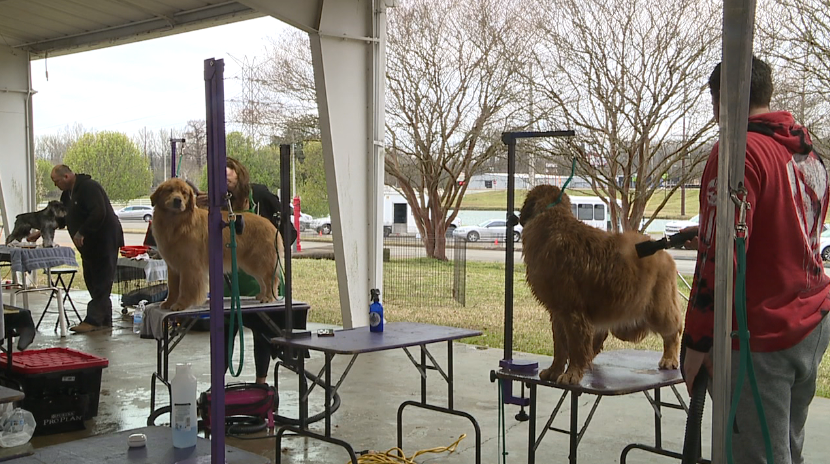Jackson Dog Show March 2023 7