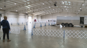 All Breed Dog Show Begins Thursday In Jackson 2