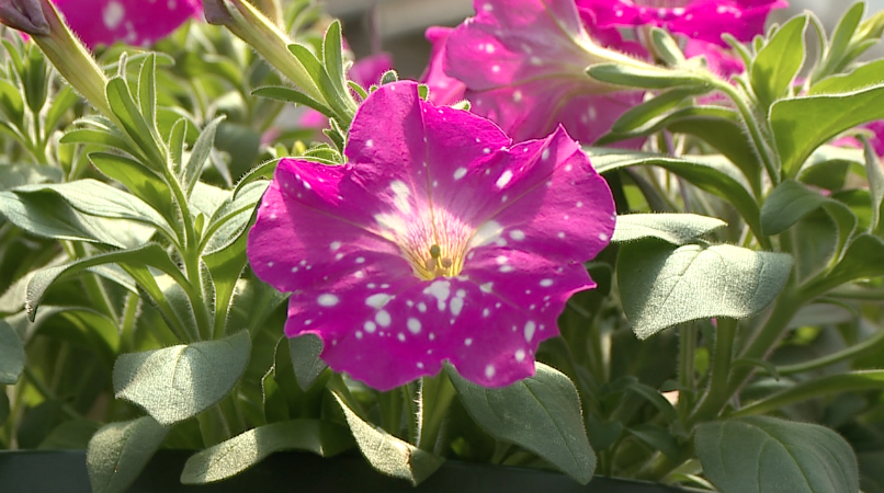 Nursery Owners Shares Tips For Planting Season 3