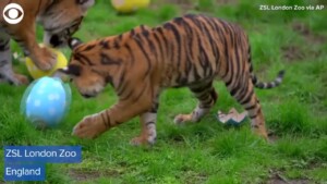 Animals Enjoy Easter Treats At Zoo In London