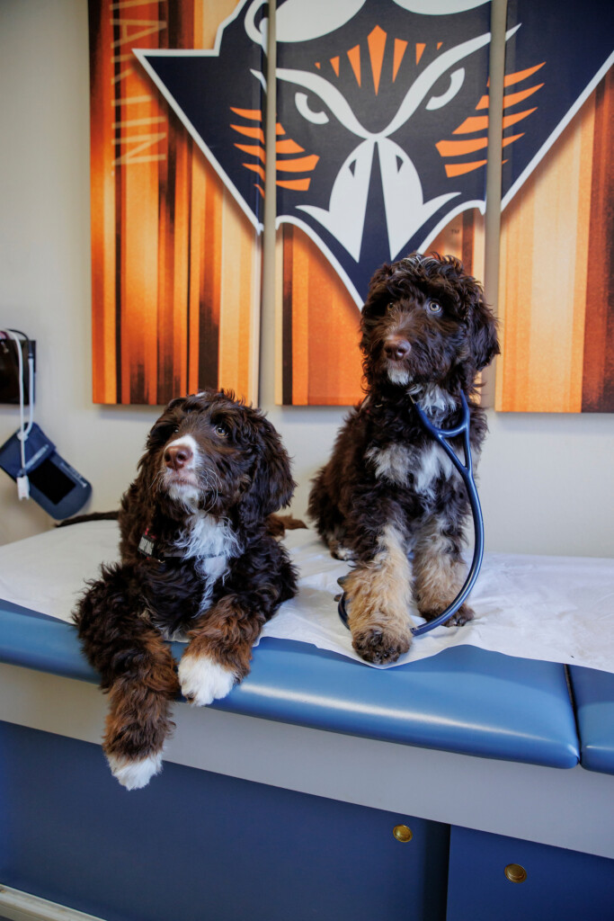 Therapy Dogs Utm Photo 2023