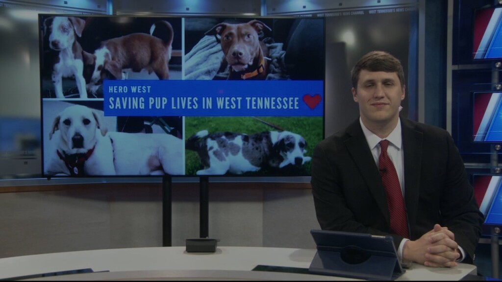 Pet Of The Week Nia