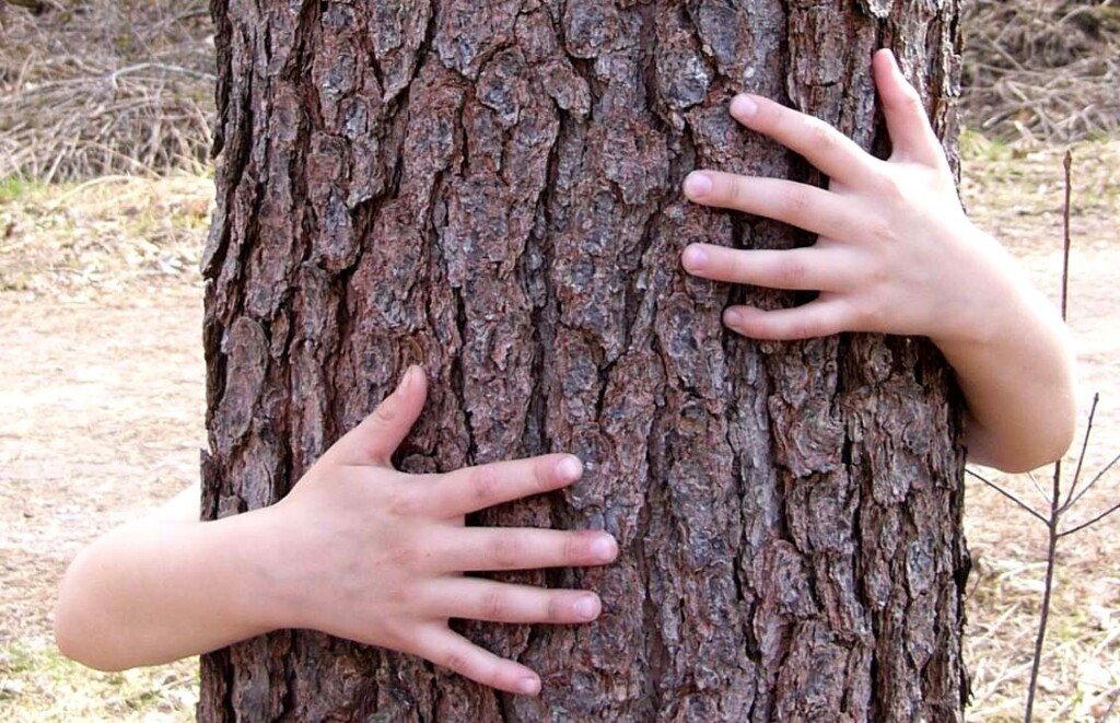 Hug A Tree 1317122