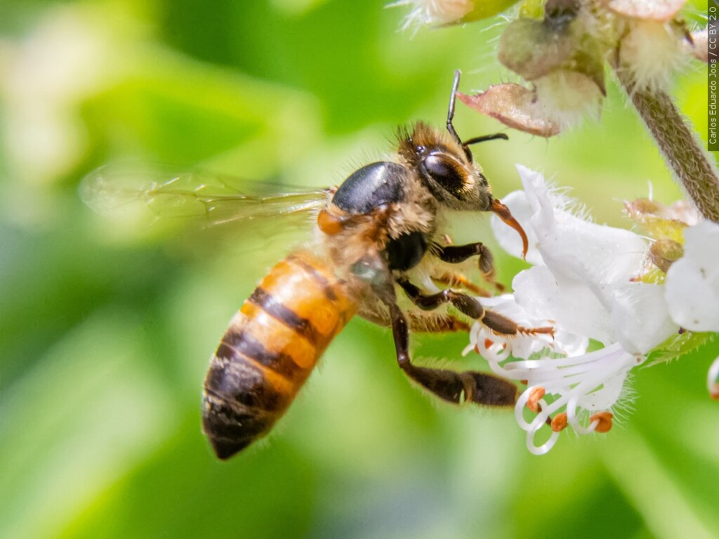 Bee