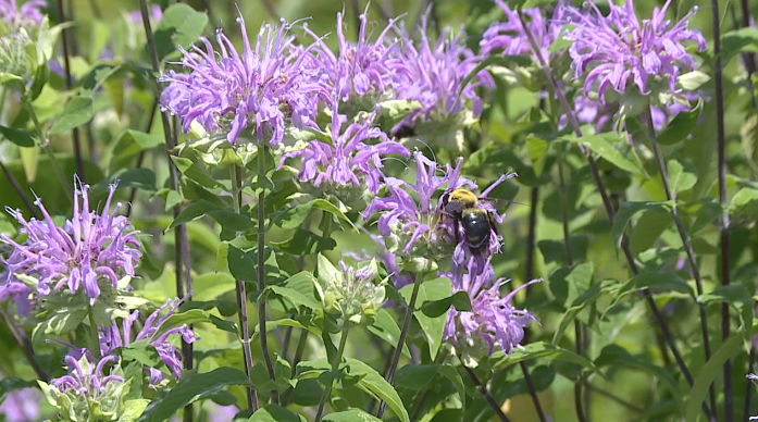 City Of Milan Celebrates National Pollinator Week 2