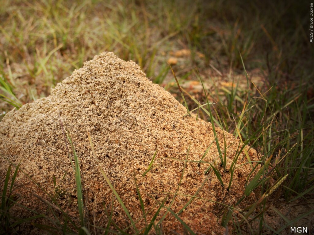 fire ant