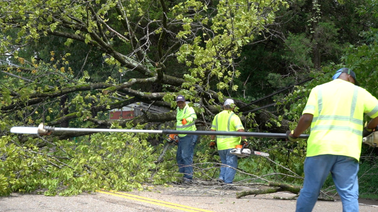 Downed Tree On Highway 70 2