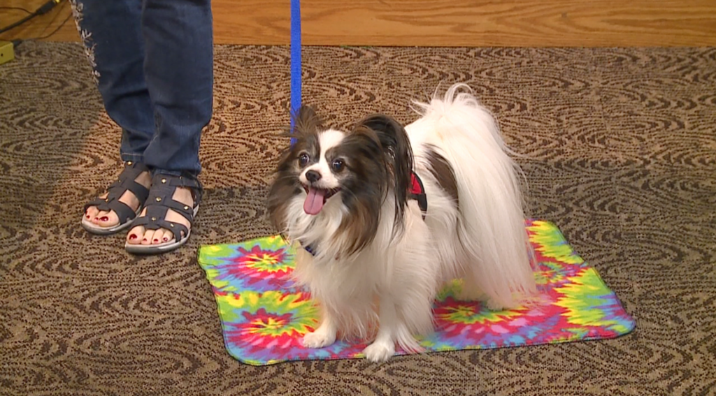 Paws For Reading Held At Jackson Madison County Library 3