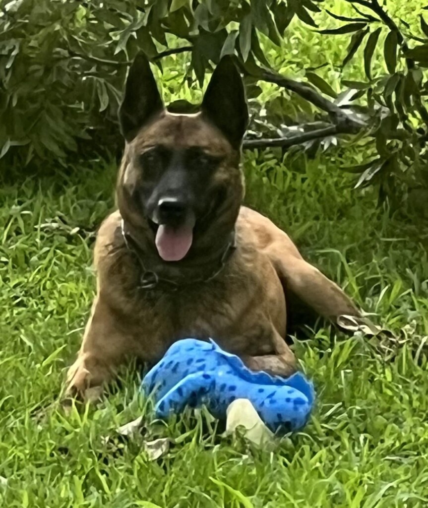 K9 Rex