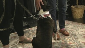 Pet Of The Week Nia