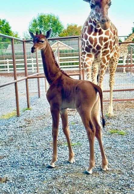 Spotless arrival: Rare giraffe without coat pattern is born at Tennessee  zoo - ABC7 Chicago