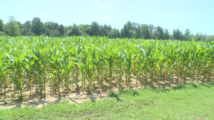 Farmers Work To Overcome Adversity During This Years Harvest 4